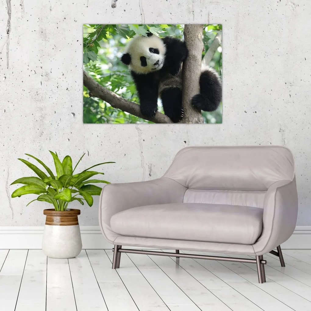 Obraz - Panda na drzewie (70x50 cm)