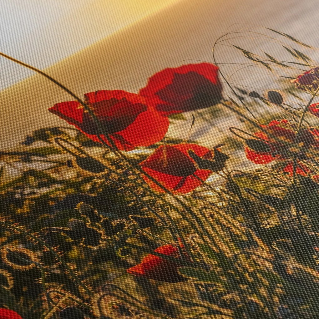 Obraz zachodu słońca z makami (170x50 cm)