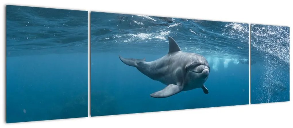Obraz - Delfin pod wodą (170x50 cm)