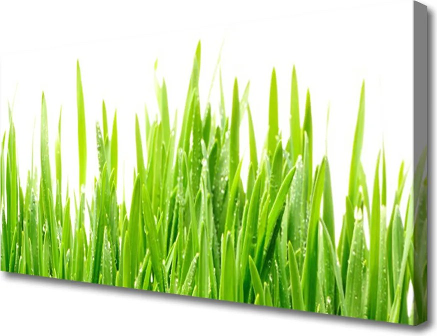 Obraz drukowany na płótnie Poranna Rosa na Trawie