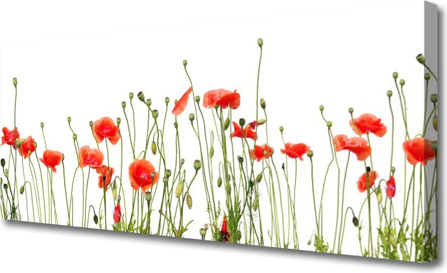 Obraz canvas Maki o Poranku