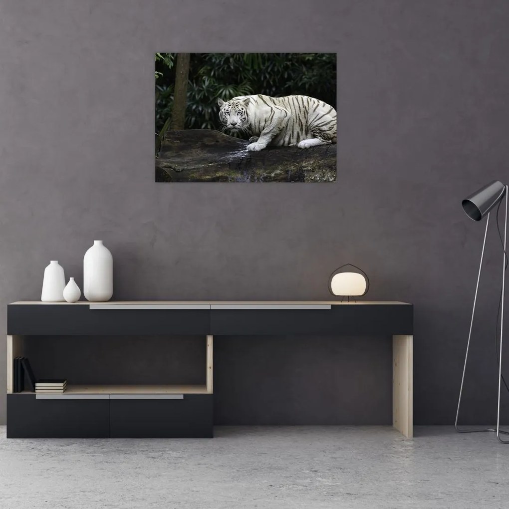 Obraz na szkle - Tygrys albinos (70x50 cm)