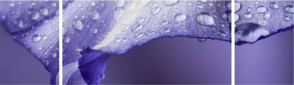 Obraz - Płatek z kroplami (170x50 cm)