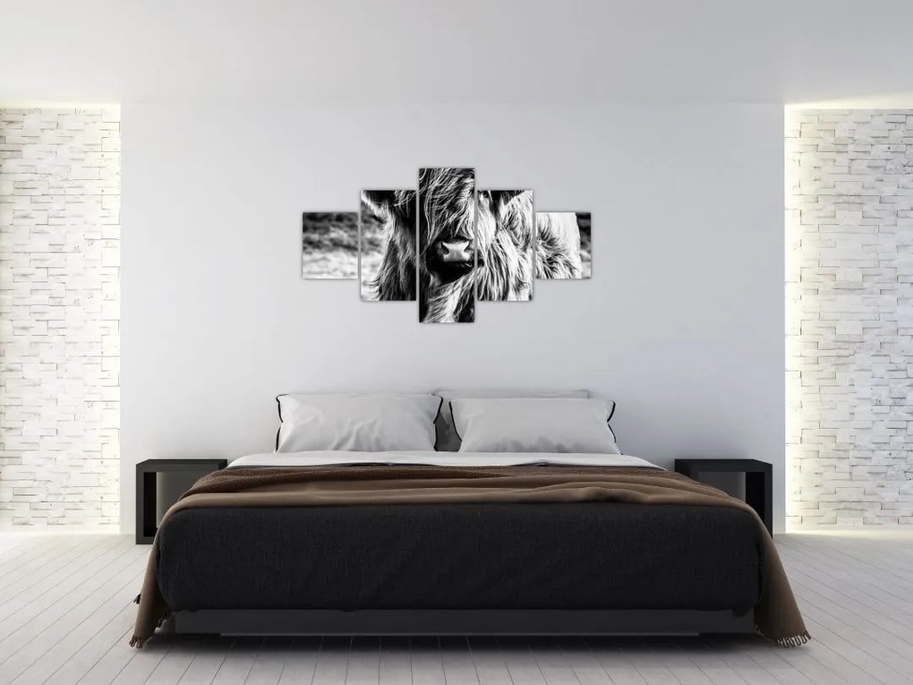 Obraz - Highland - szkocka krowa (125x70 cm)