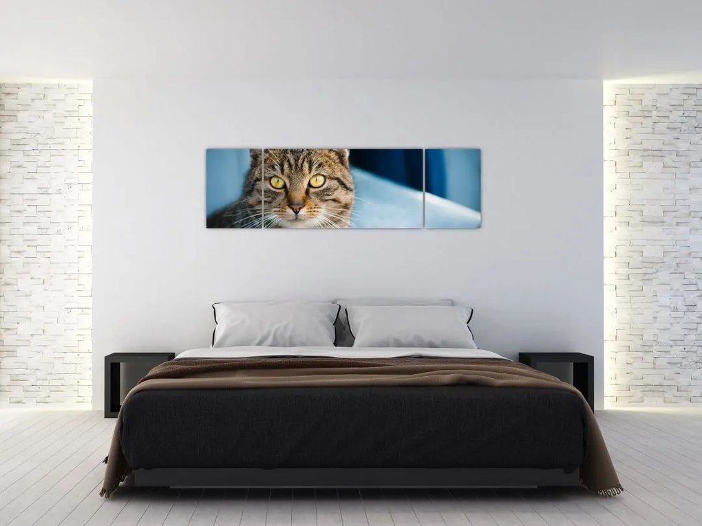 Obraz - Kot domowy (170x50 cm)