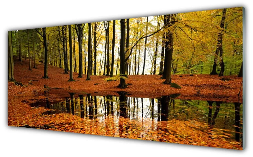 Obraz Akrylowy Las Natura Drzewa