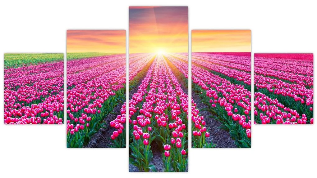 Obraz pole tulipanów ze słońcem (125x70 cm)