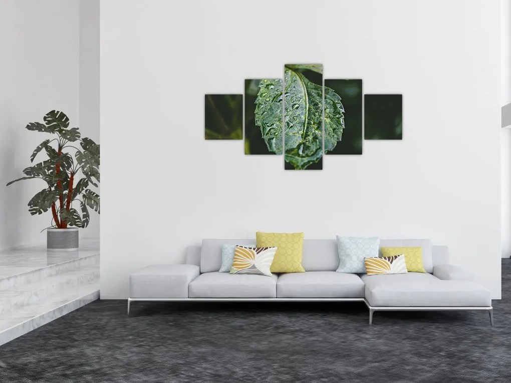 Obraz - krople na liściu (125x70 cm)