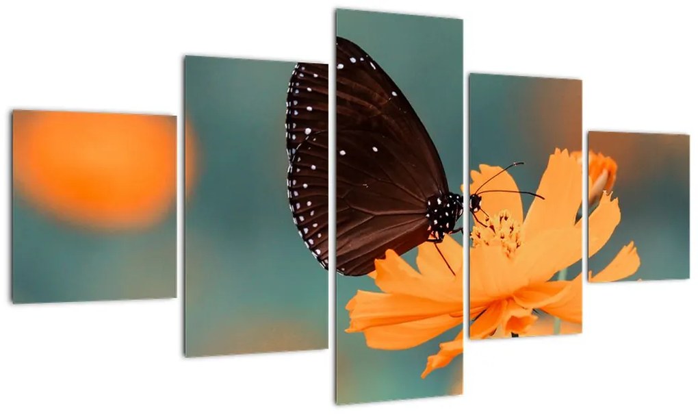 Obraz - motyl na pomarańczowym kwiatku (125x70 cm)