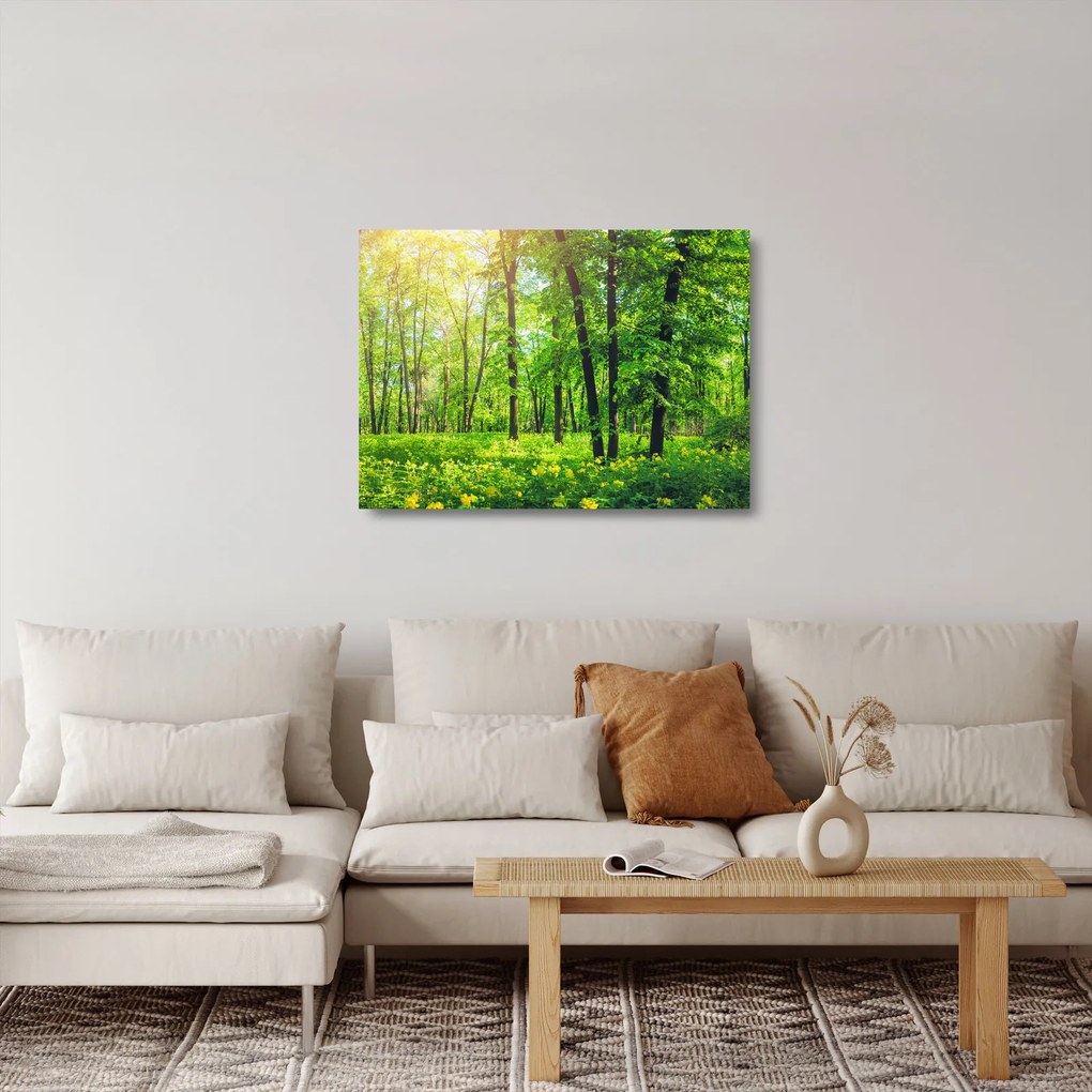 Obraz na szkle - Wiosenny las liściasty (70x50 cm)