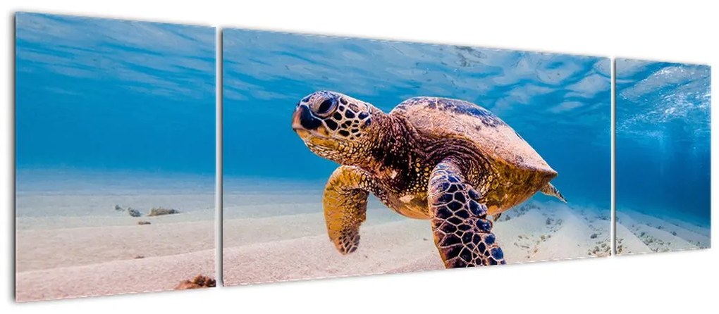 Obraz żółwia w oceanie (170x50 cm)