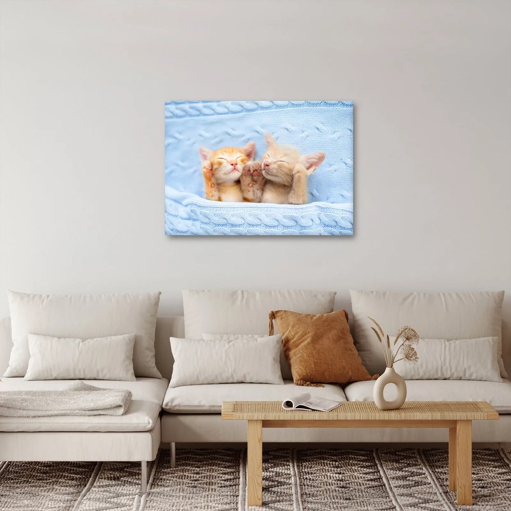 Obraz - Śpiące kocięta (70x50 cm)