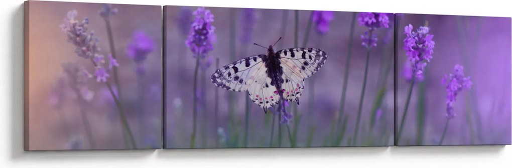 Obraz - Motyl w lawendach (170x50 cm)