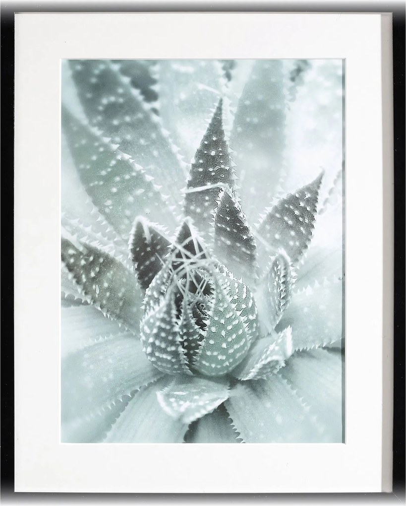 Obraz Succulents III 40x50cm