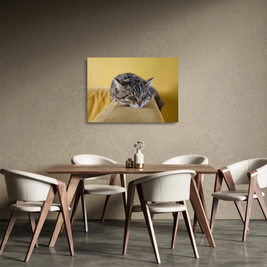 Obraz na szkle kota na kanapie (70x50 cm)