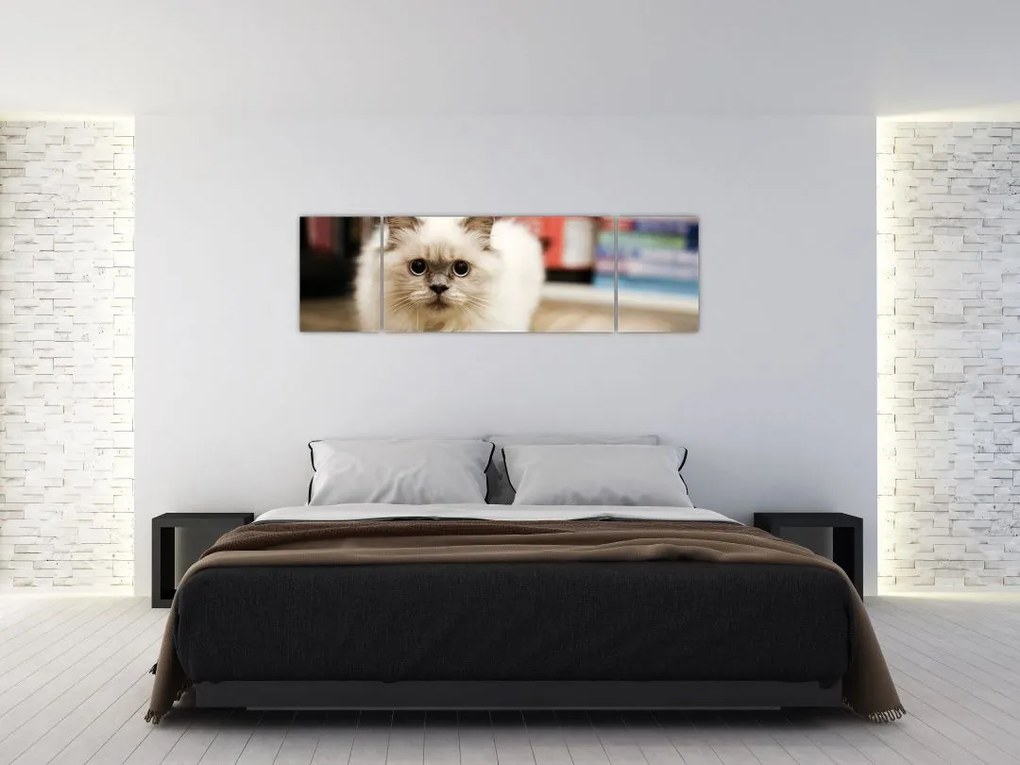 Obraz białego kota (170x50 cm)