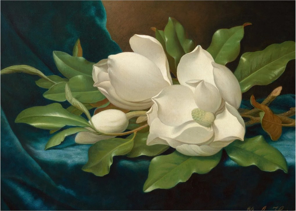 Obraz - Martin Johnson Heade, Giant Magnolias on a Blue Velvet Cloth, reprodukcje (70x50 cm)