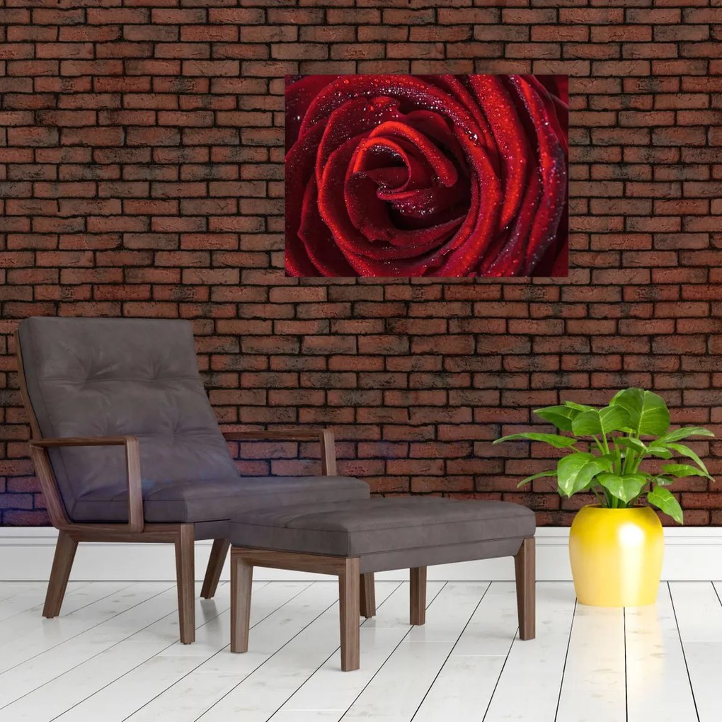Obraz - Czerwona róża z kroplami rosy (70x50 cm)