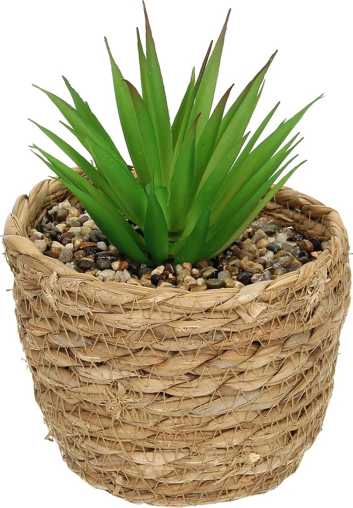 Dekoracja Aloe 20cm