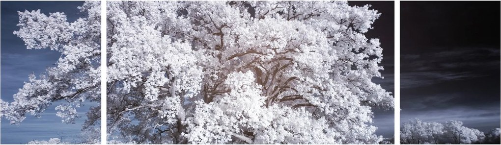 Obraz - Śnieżnobiałe drzewo (170x50 cm)
