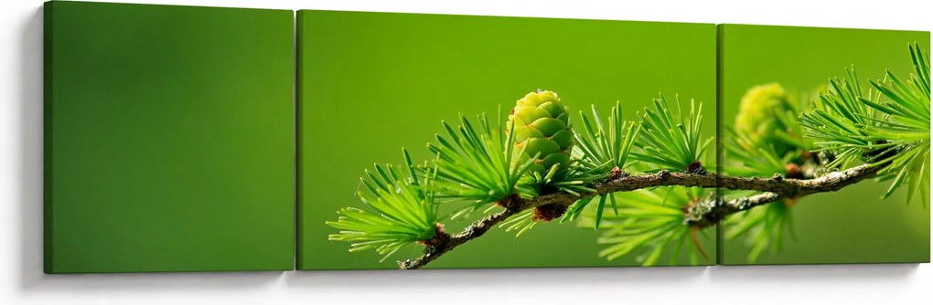 Obraz zielonej szyszki (170x50 cm)