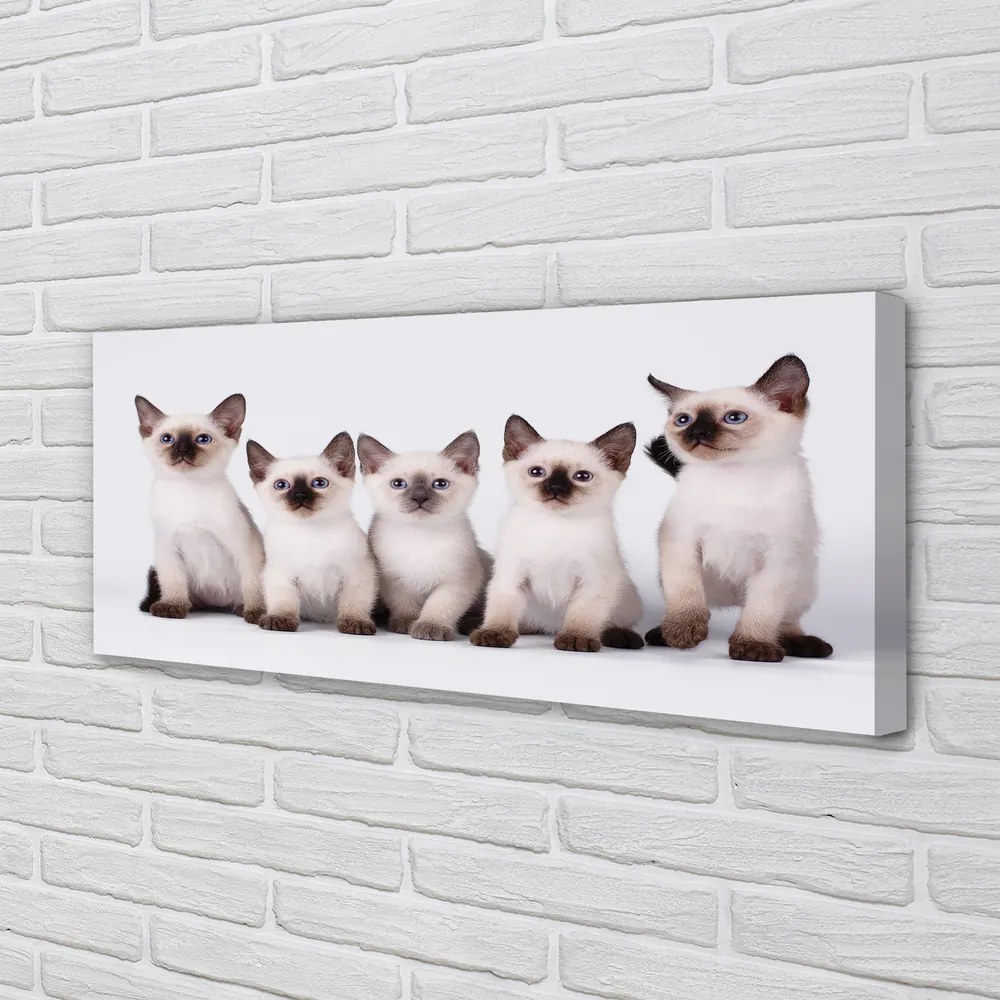 Duży obraz na płótnie Urocze Małe Kocięta