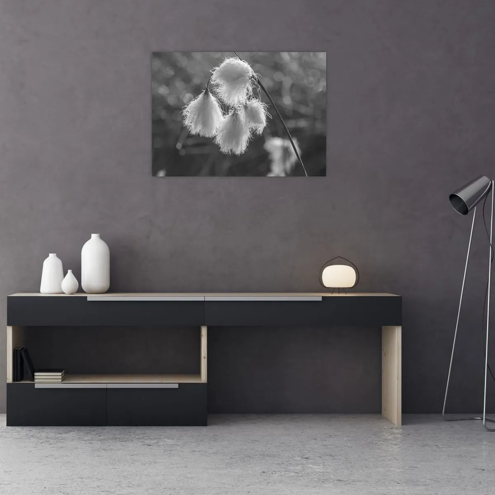 Obraz - Trawa bawełniana (70x50 cm)