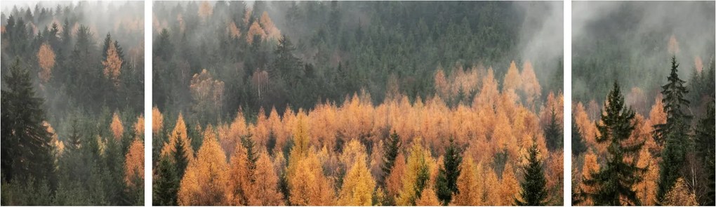 Obraz - Jesienny las (170x50 cm)