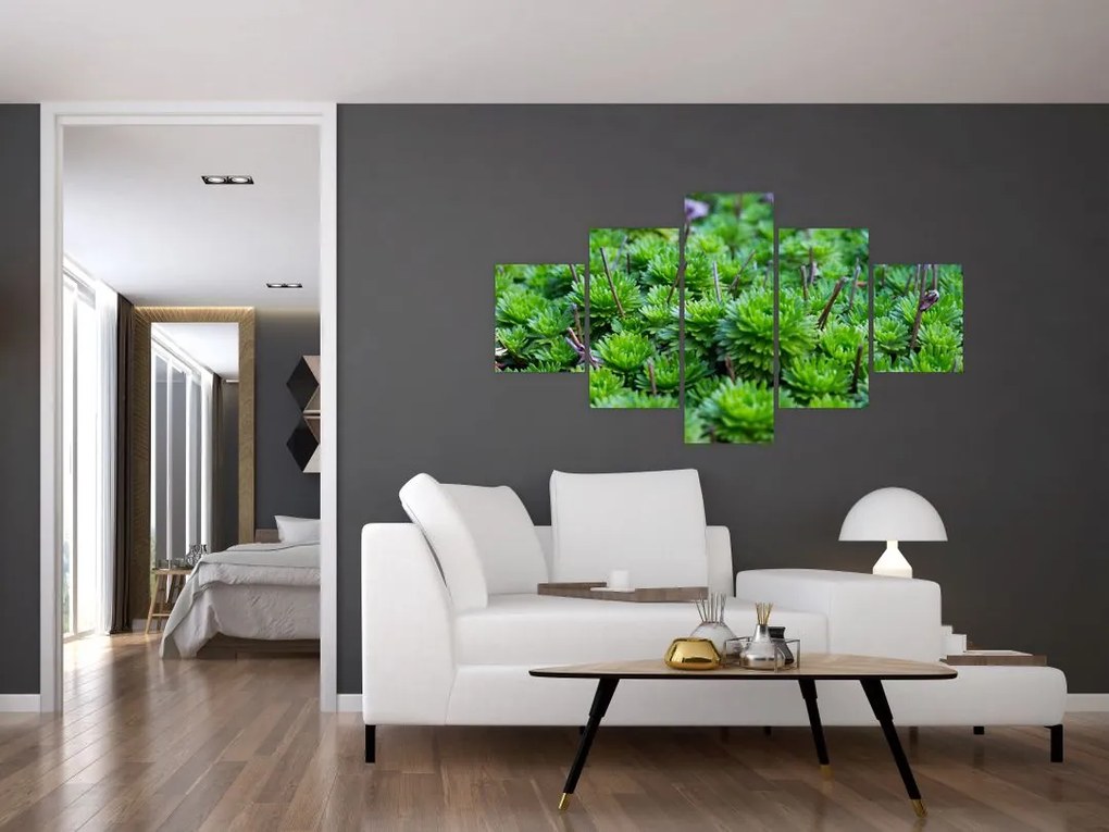 Obraz sukulentów (125x70 cm)