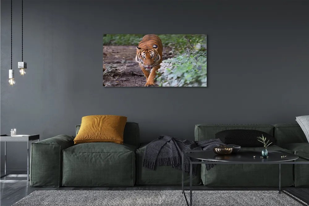 Duży obraz na płótnie Tygrys w Naturalnym Środowisku