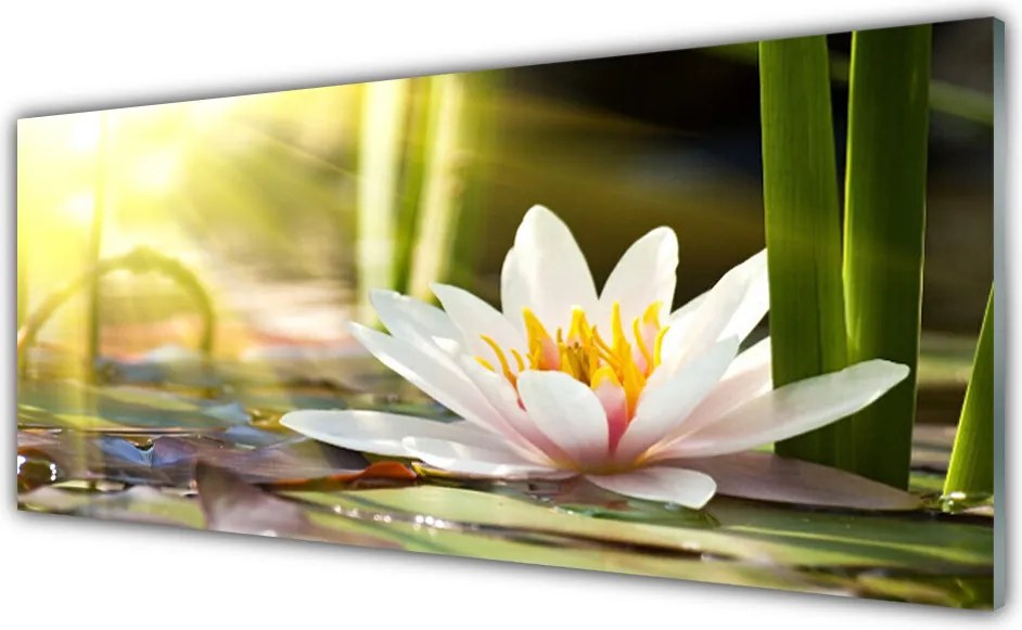 Panel nad blat kuchenny Pływająca Lilia Wodna