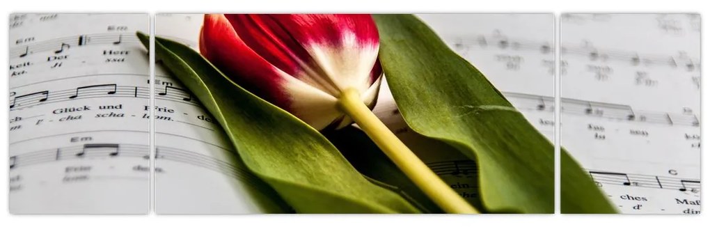 Obraz czerwonego tulipana (170x50 cm)