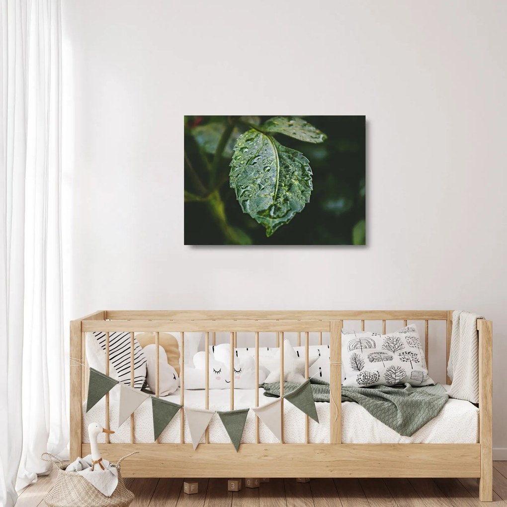 Obraz na szkle - krople na liściu (70x50 cm)