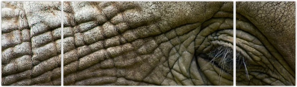 Obraz - Zbliżenie na stare oko słonia (170x50 cm)