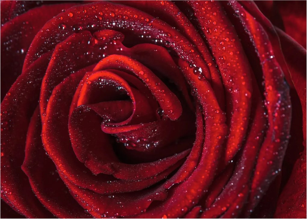 Obraz - Czerwona róża z kroplami rosy (70x50 cm)
