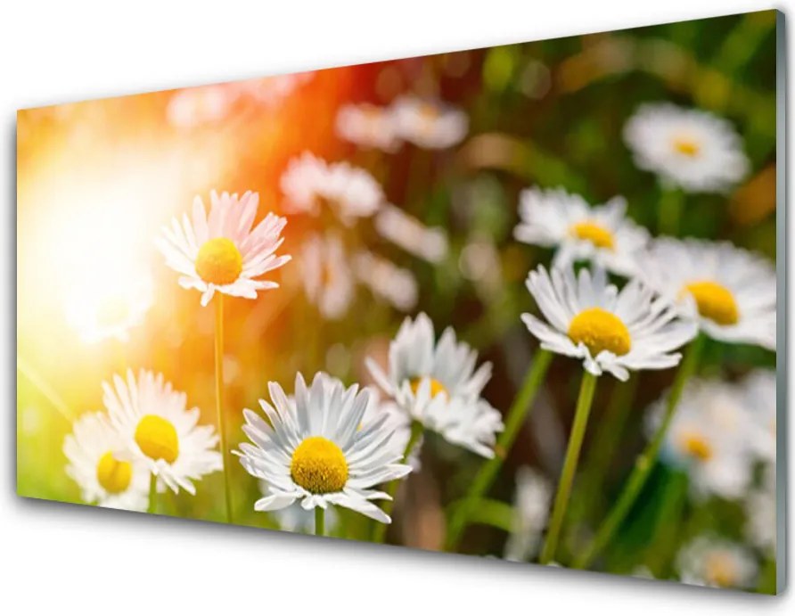 Panel Szklany Stokrotki w Promieniach Słońca