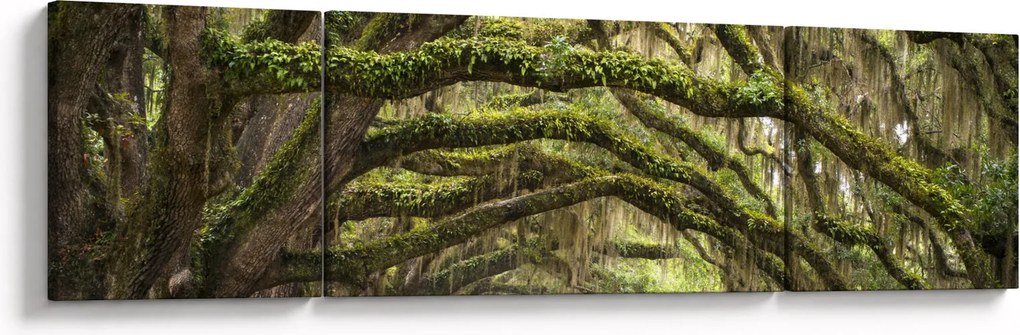 Obraz - Oaks Avenue, Charleston, Karolina Południowa, USA (170x50 cm)