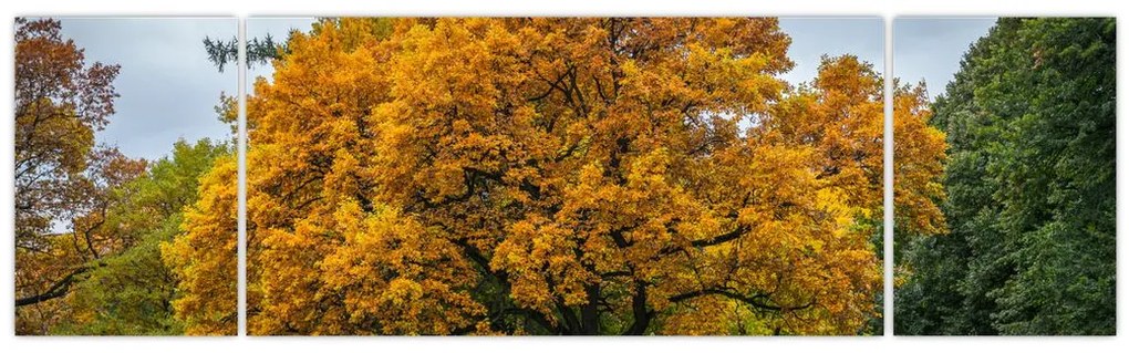 Obraz drzewa (170x50 cm)
