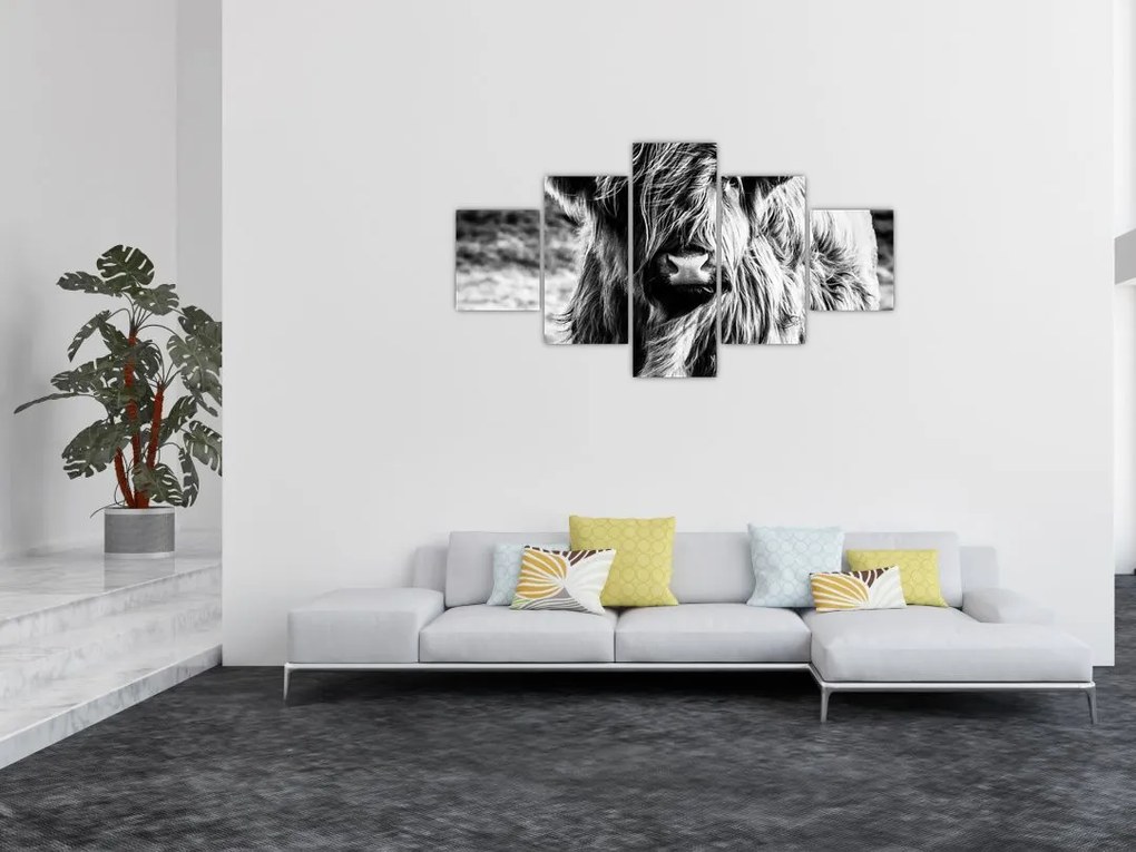 Obraz - Highland - szkocka krowa (125x70 cm)