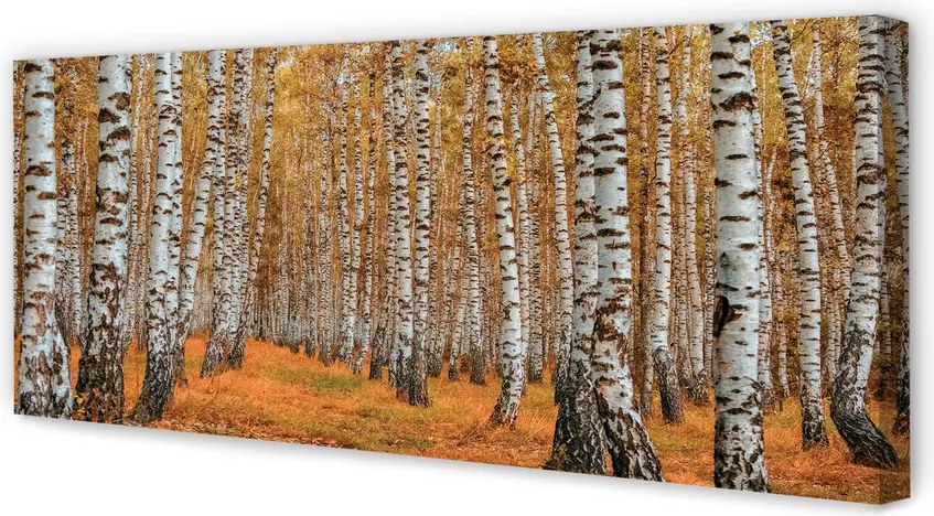 Obraz drukowany na płótnie Jesienne Drzewa