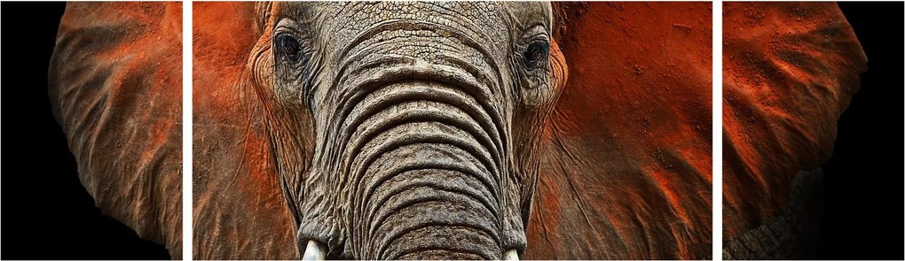 Obraz - Słonie z Tsavo (170x50 cm)