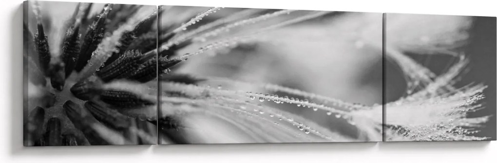 Obraz - Makro, czarno - biały (170x50 cm)