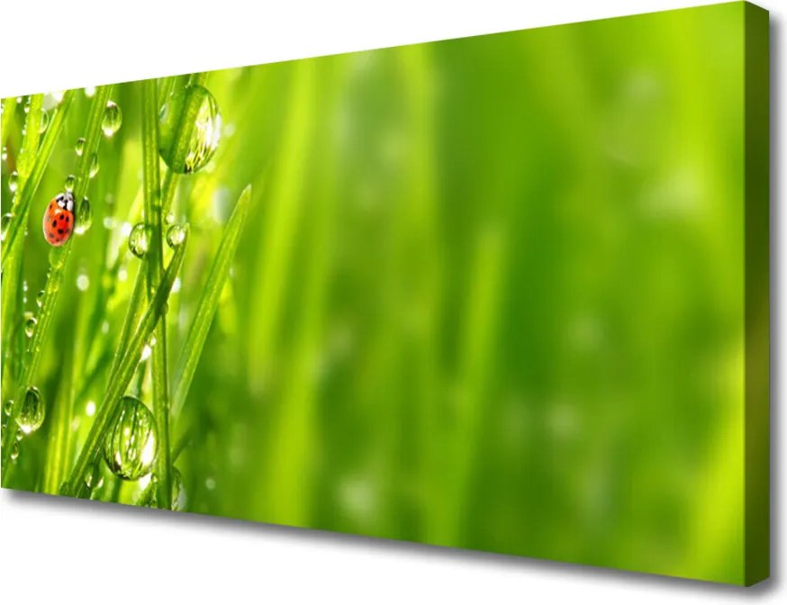 Obraz canvas Biedronka na Zielonym Źdźble