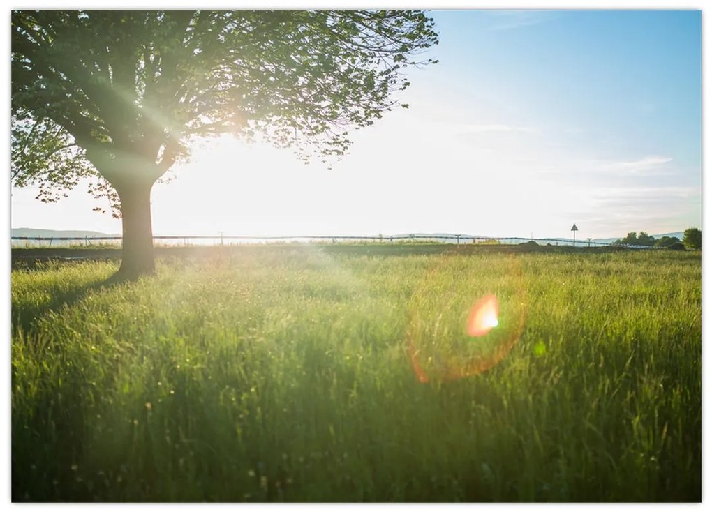 Obraz na szkle - letnia łąka (70x50 cm)