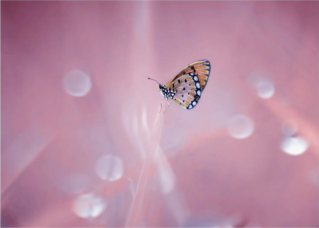 Obraz na szkle - Motyl (70x50 cm)