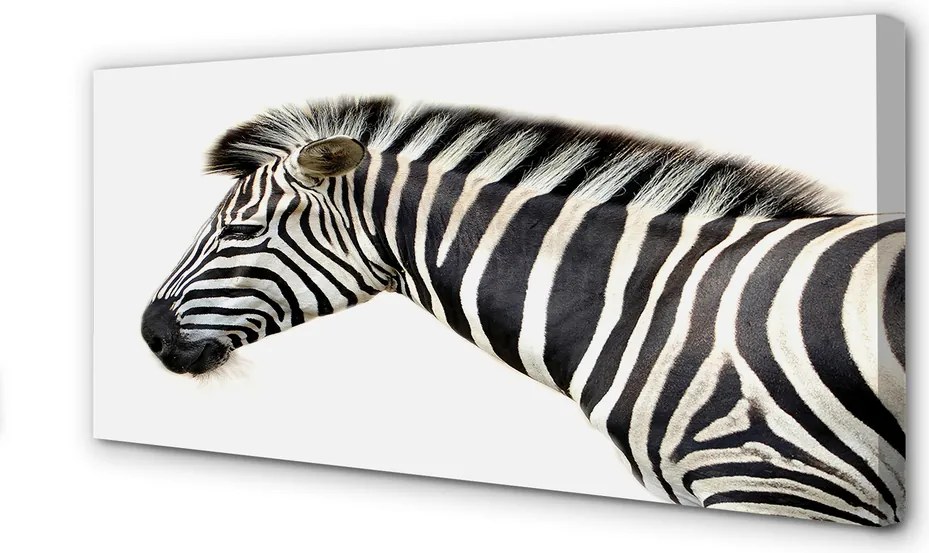 Zdjęcie na płótnie Samotna Zebra