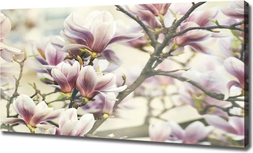Foto obraz canvas Magnolia