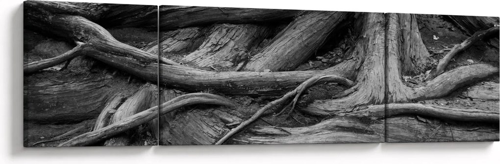 Obraz - Korzenie drzewa (170x50 cm)