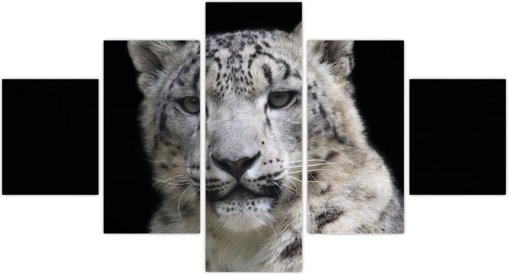 Obraz - Snow Leopard (125x70 cm)