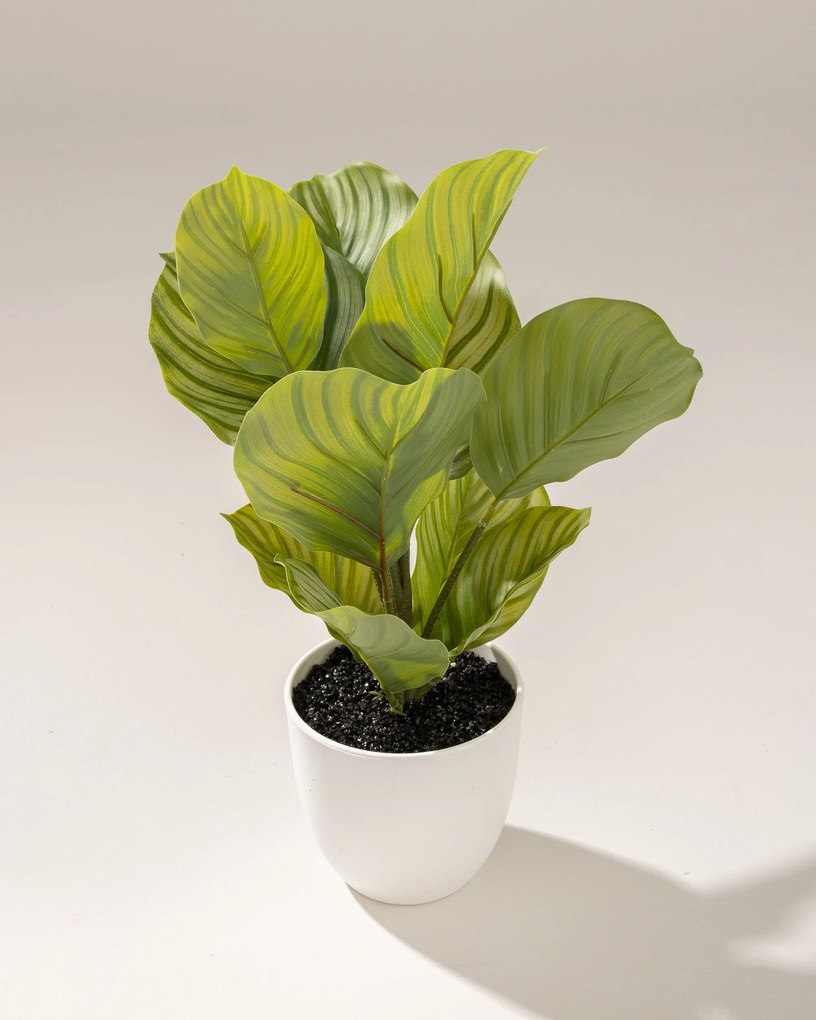 Dekoracja Kalatea w doniczce 35 cm
